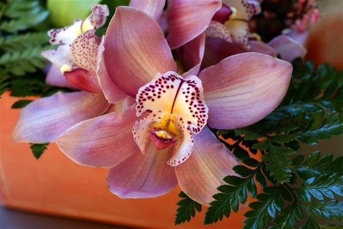орхидеи камбрия