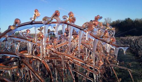как укрывать виноград на зиму