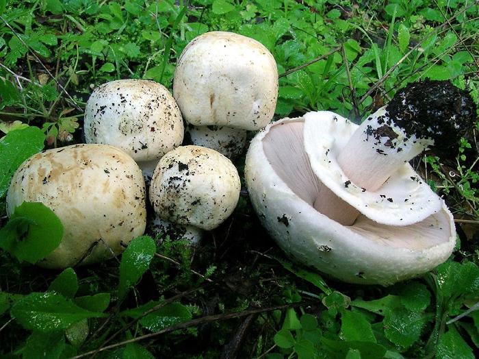 разновидность грибов шампиньонов