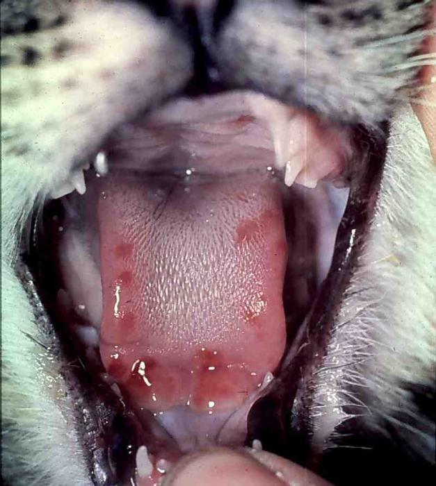 кальцевирусная инфекция у кошек лечение