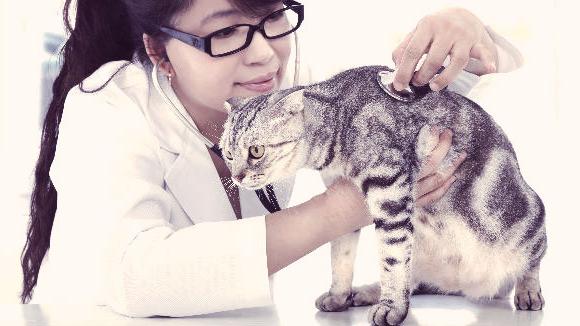 кальцевирусная инфекция у кошек осложнения