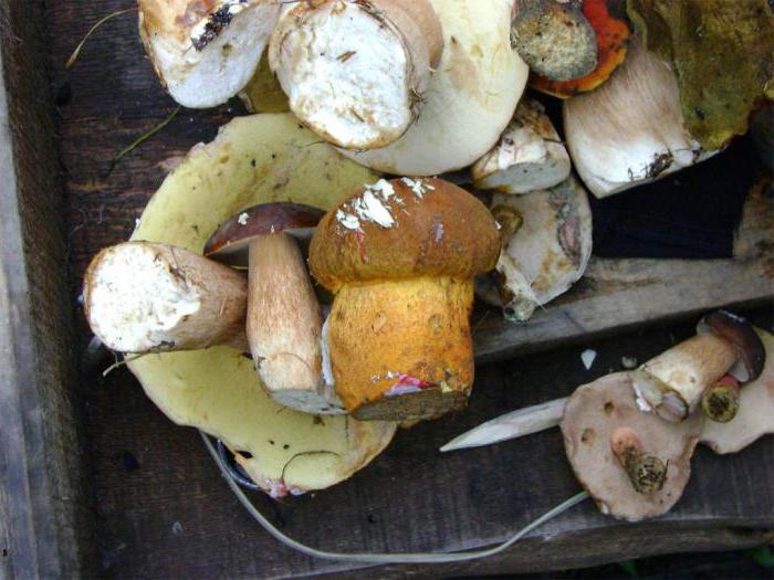 грибы приморский край 