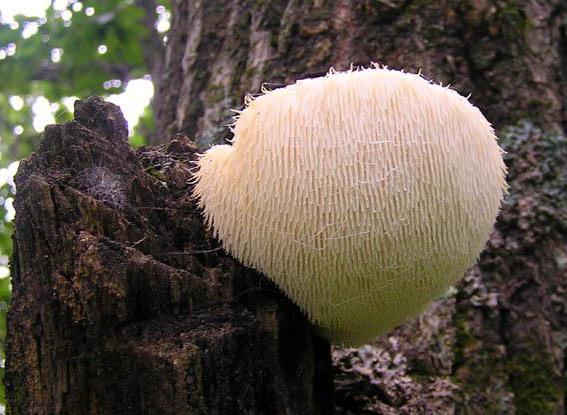 грибы приморского края