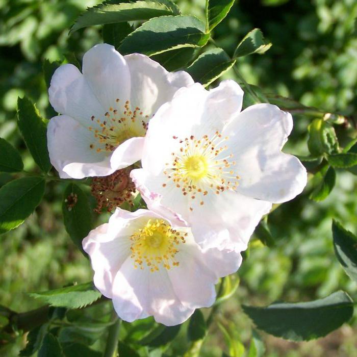 роза майская