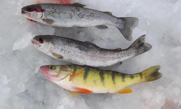 зимняя рыбалка на окуня по первому льду 