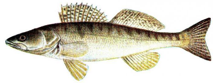 рыбы самарской области фото и описание