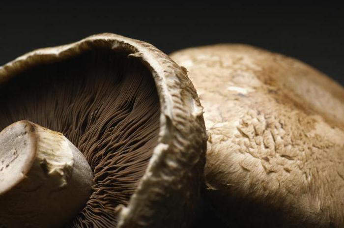 грибы портобелло польза и вред