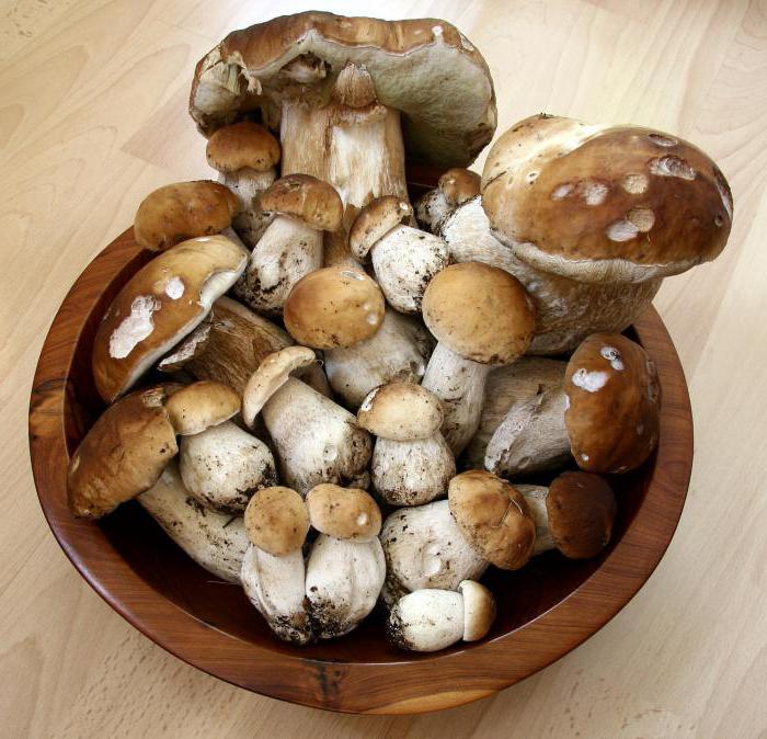 рецепты из белых грибов 