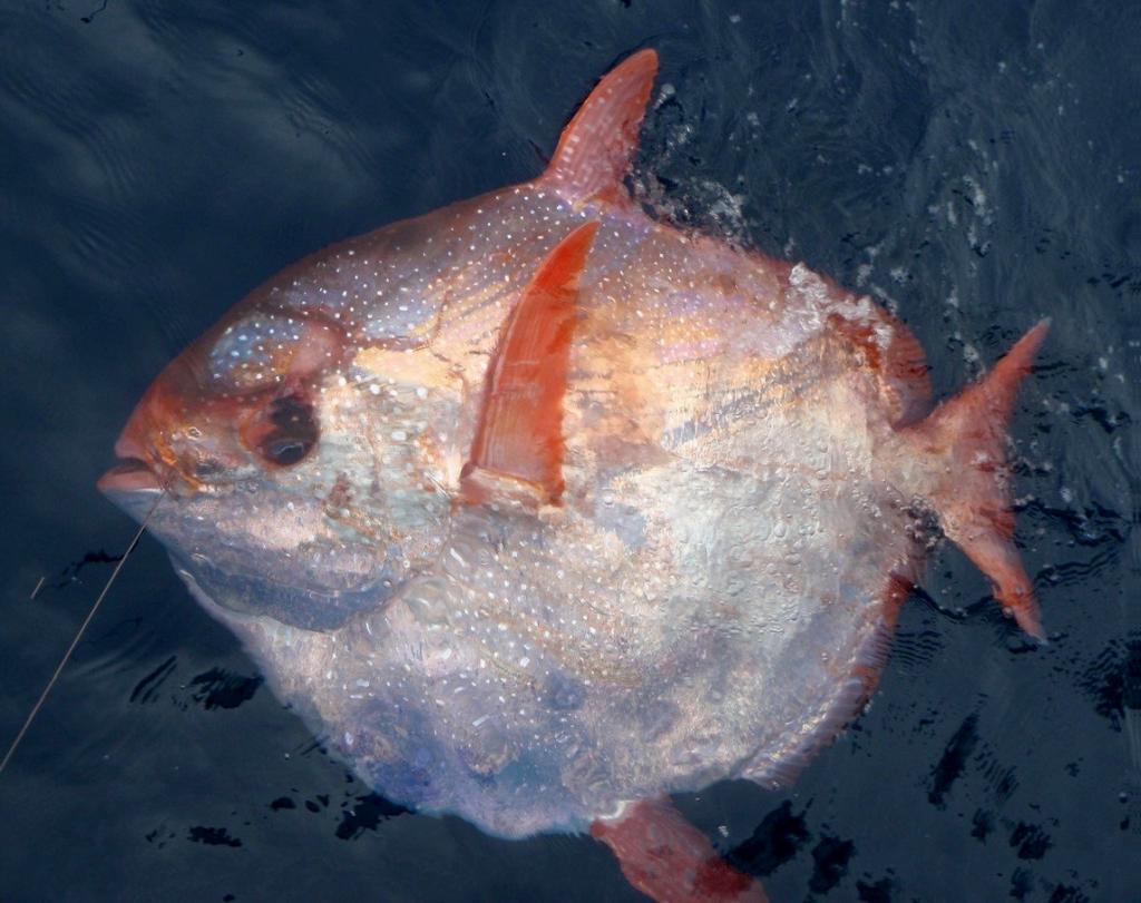 Lampris guttatus, или солнечная рыба