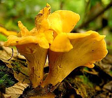 сколько растут грибы лисички