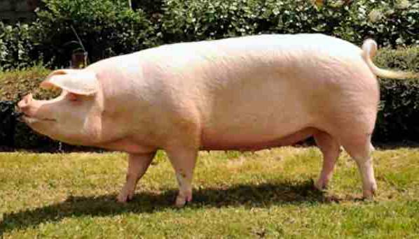 ландрас порода свиней характеристика