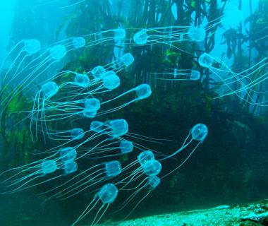 медуза морская оса