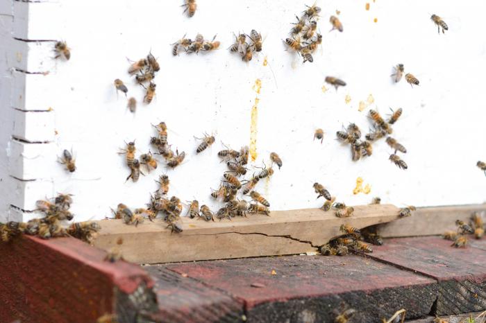 какие пчелы находят дорогу домой