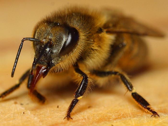 особенности строения пчела медоносная