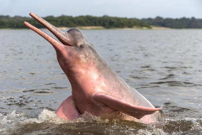 амазонский дельфин 