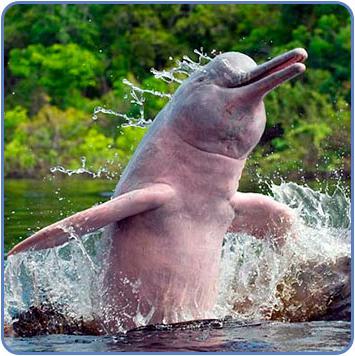 амазонский дельфин 
