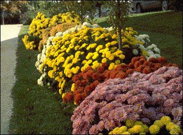 хризантема садовая многолетняя фото