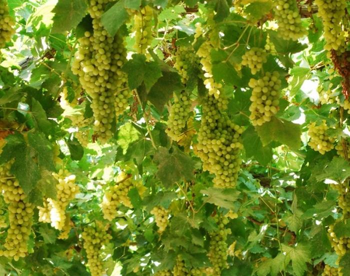 как размножать виноград осенью