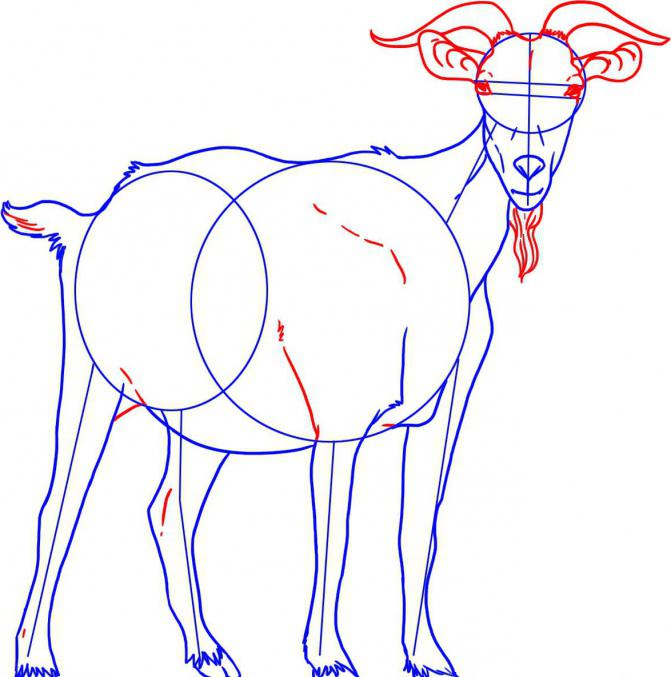 как нарисовать козу поэтапно 