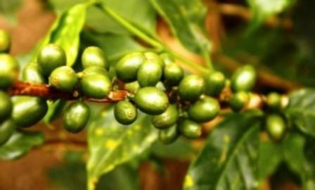 Как варить зеленый кофе для похудения