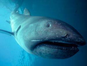 пелагическая большеротая акула 