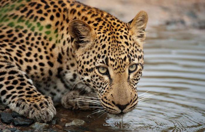 африканский леопард характер 