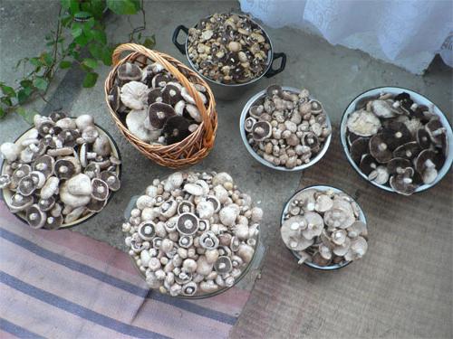 грибы Крыма 