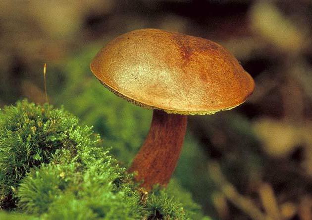 грибы Крыма съедобные 