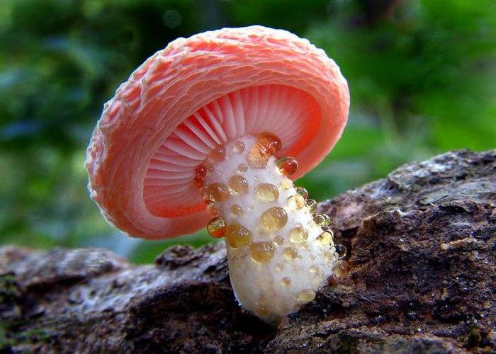 ядовитые грибы Крыма 