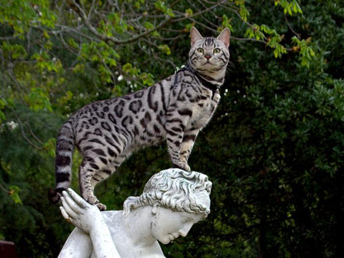 тигровая кошка