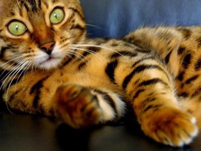 тигровая кошка домашняя