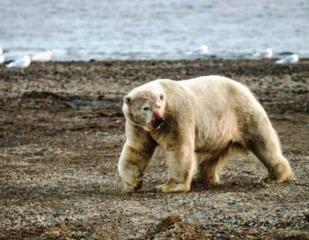 экологические проблемы в зоне арктических пустынь
