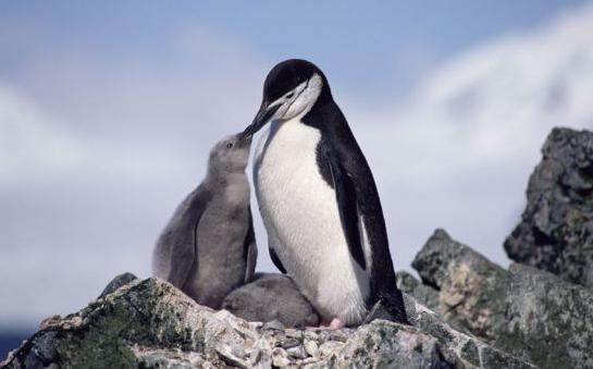 к чему снятся пингвины