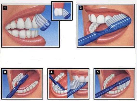 как правильно чистить зубы сколько раз в день