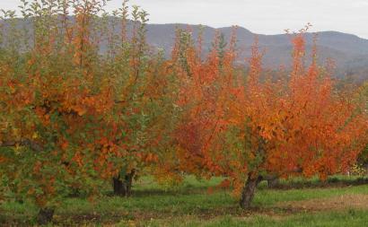 обработка плодовых деревьев осенью