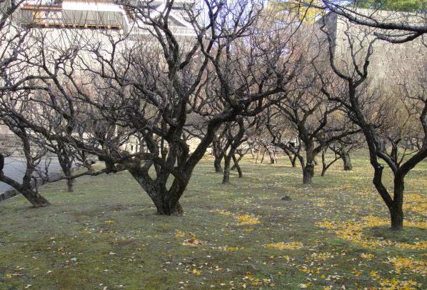обработка плодовых деревьев осенью железным купоросом 