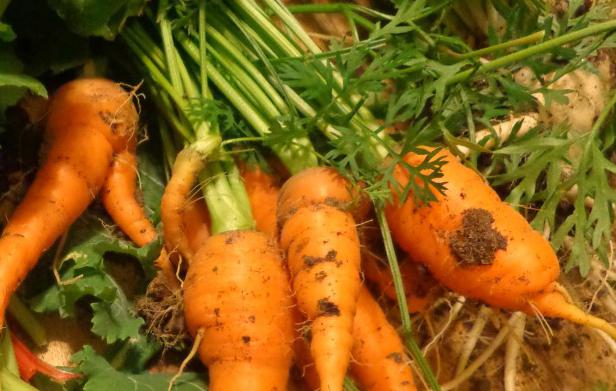 подзимний посев моркови