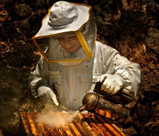 инвентарь для пчеловодства в днепропетровске