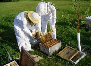 инвентарь для пчеловодства цены отзывы