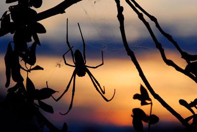 какие особенности строения и поведения паука крестовика