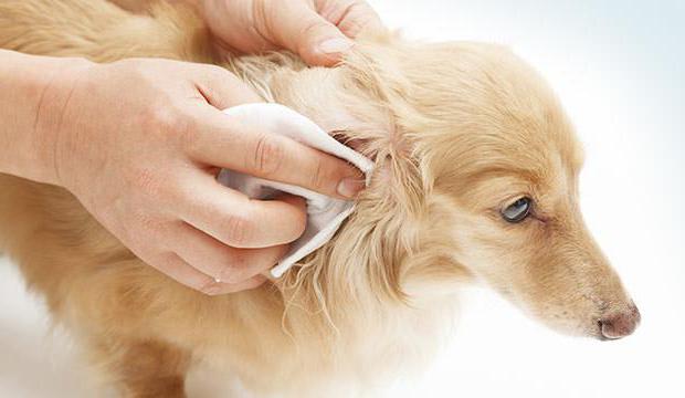 чистить уши собаке перекисью водорода 