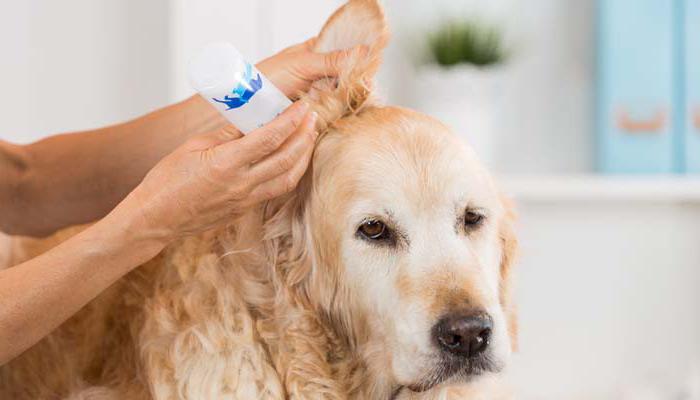 можно ли собакам чистить уши 