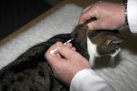 дексаметазон лечении кошек 