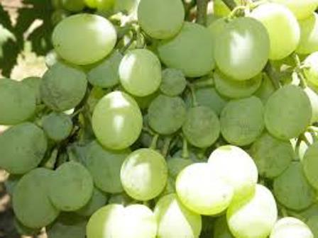 белый налет на гроздьях винограда 