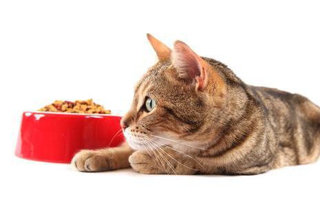 бенгальская кошка чем кормить котенка 