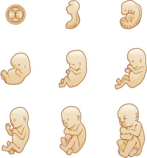free clipart baby in womb - photo #15