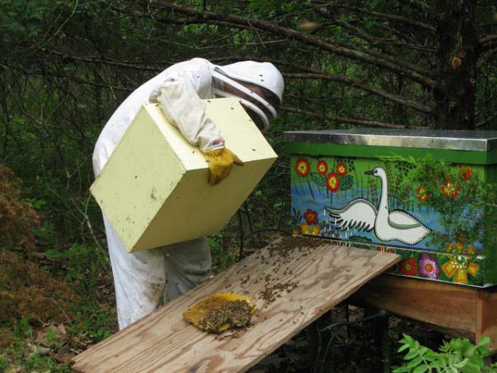 как поймать пчелиный рой в пустой улей 