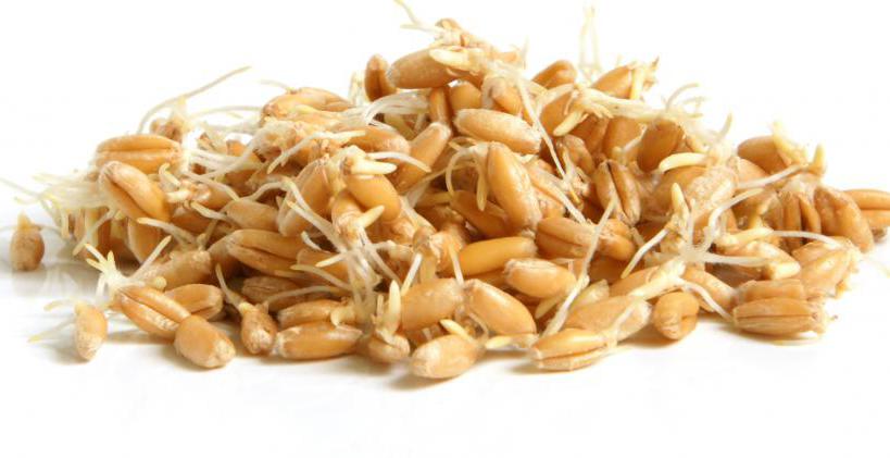 пророщенная пшеница польза и вред как принимать