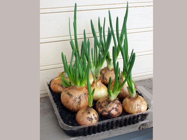 как дома вырастить зеленый лук из луковицы
