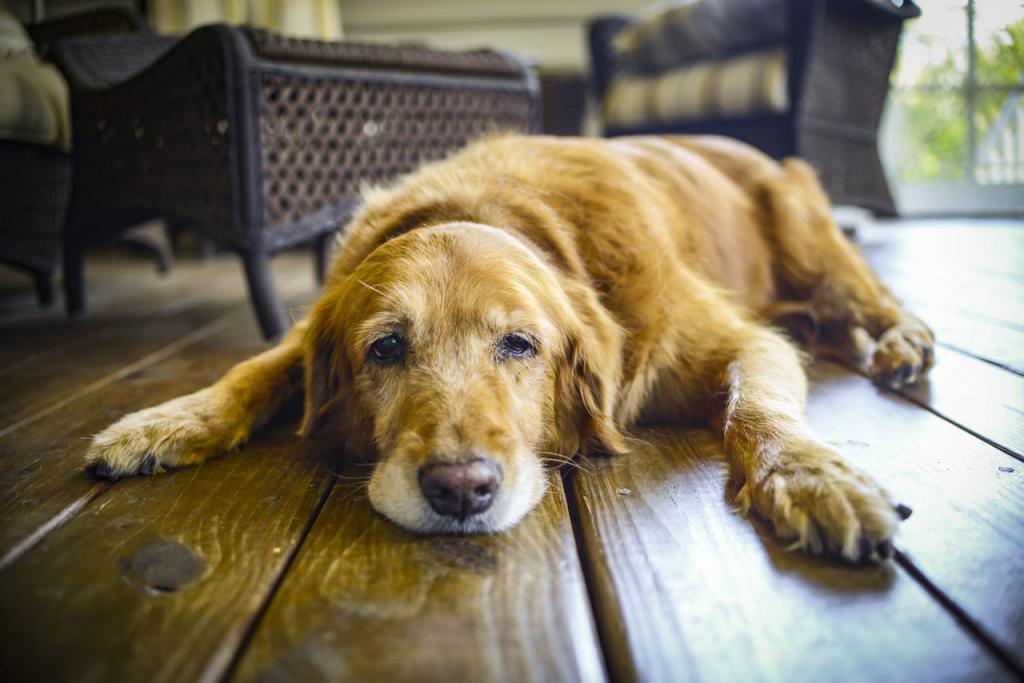 симптомы токсокароза у собак